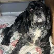 Thumbnail photo of Smokey #4