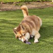 Thumbnail photo of Shiloh #1