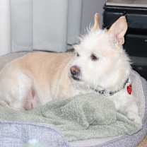 Thumbnail photo of Theodore #3