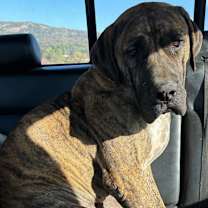 Thumbnail photo of Hank #1