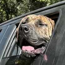 Thumbnail photo of Hank #2