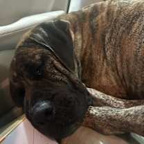 Thumbnail photo of Hank #3