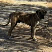 Thumbnail photo of Hank #4