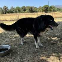 Thumbnail photo of Loki #2