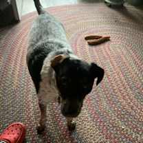 Thumbnail photo of Rusty #1