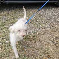 Thumbnail photo of Popcorn prev Mellow SP #2