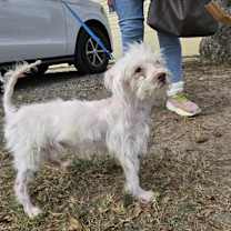 Thumbnail photo of Popcorn prev Mellow SP #3