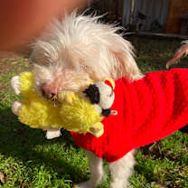 Thumbnail photo of Popcorn prev Mellow SP #4