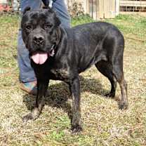 Thumbnail photo of Estella #2