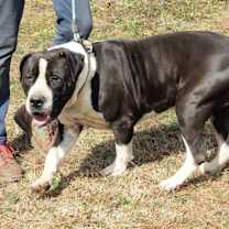 Thumbnail photo of Megatron #1