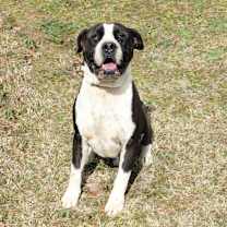 Thumbnail photo of Megatron #2