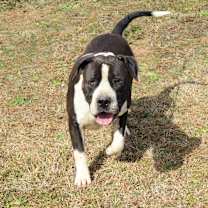 Thumbnail photo of Megatron #3