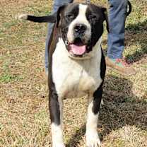 Thumbnail photo of Megatron #4