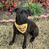 Thumbnail photo of Phoenix #1