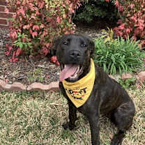 Thumbnail photo of Phoenix #2