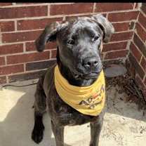 Thumbnail photo of Phoenix #3