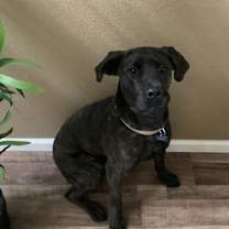 Thumbnail photo of Phoenix #4