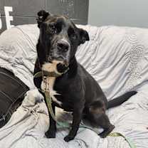 Thumbnail photo of Charlie #2