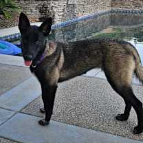 Thumbnail photo of Lottie #4