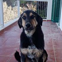 adopt-pet