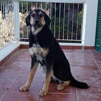 Thumbnail photo of Zorba #3