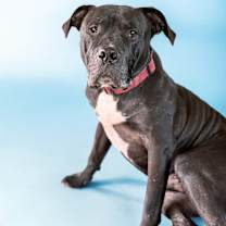adopt-pet