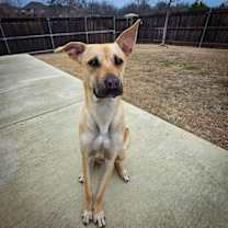 Thumbnail photo of Marley IV (New Digs) #2