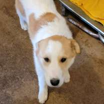 Thumbnail photo of Rhett #4