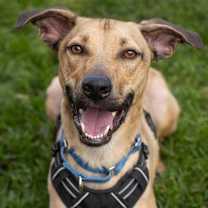 Thumbnail photo of Riggs -I'll Be Home for Christmas Promo #2