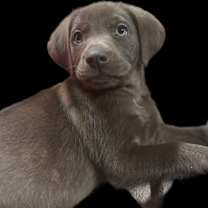 Thumbnail photo of SCOUT #1