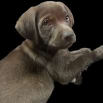 Thumbnail photo of SCOUT #2