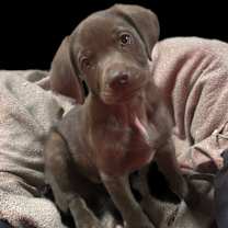 Thumbnail photo of SCOUT #3