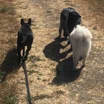 Thumbnail photo of Penguin #3