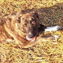 Thumbnail photo of 250150  Cowboy #4