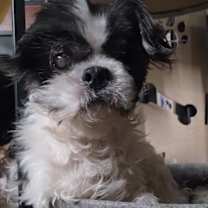 Thumbnail photo of St Nick #2