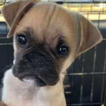 Thumbnail photo of Buster #1