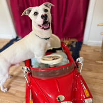 Thumbnail photo of Momo Sugar #3