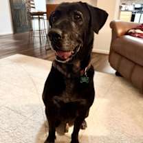 Thumbnail photo of Rex #1