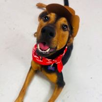 Thumbnail photo of Ziggy #4