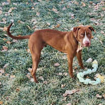 Thumbnail photo of Pickle #1