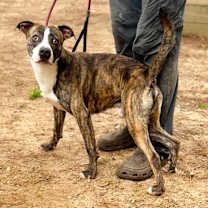 Thumbnail photo of Chex #4