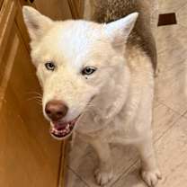 Thumbnail photo of Layla #1