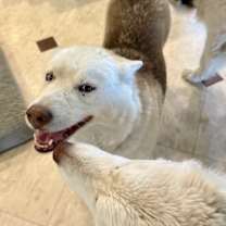 Thumbnail photo of Layla #3