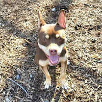 Thumbnail photo of Della / Lily #3