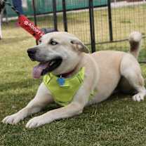 adopt-pet