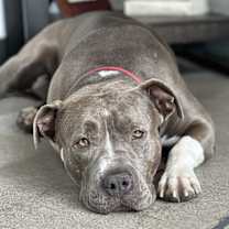 adopt-pet