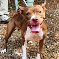 Thumbnail photo of Holly #2