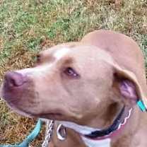 Thumbnail photo of Diamond #2