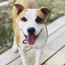 Thumbnail photo of Honey #1