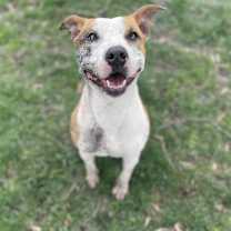 Thumbnail photo of Honey #4